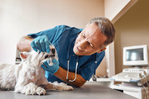 Best Emergency Root Canal Treatment in O, MI